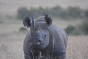 Black Rhino - Massai Mara